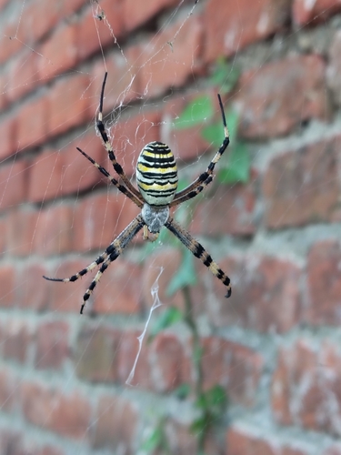 Wasp Spider