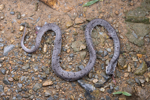 White-spotted slug snake