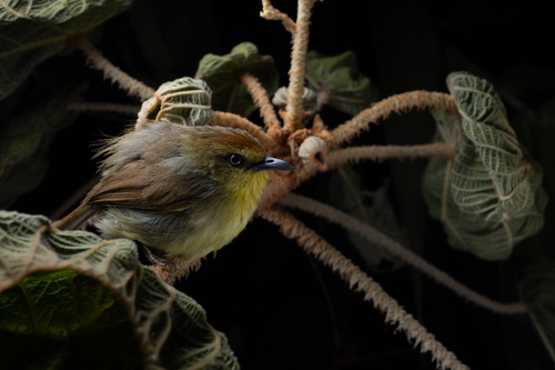 Pin-striped Tit-Babbler