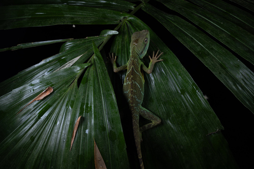 Asian Water Dragon