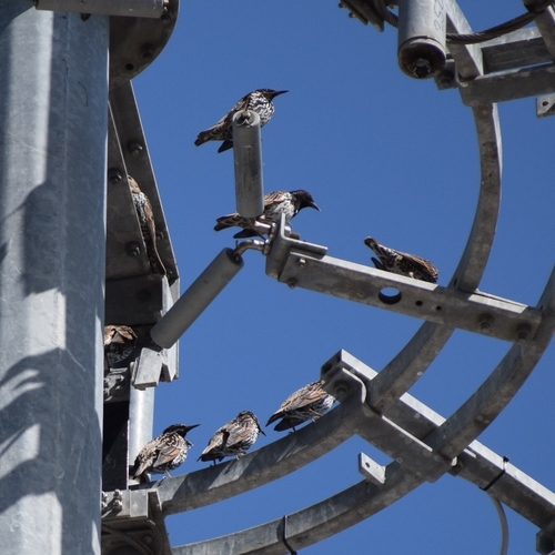 European Starling