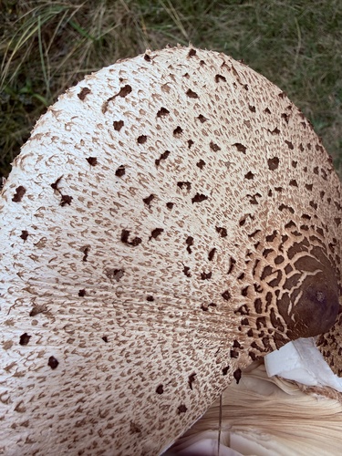 Parasol