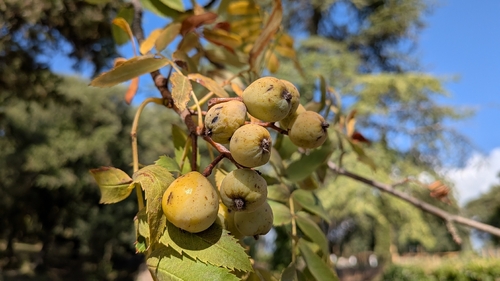Service-tree