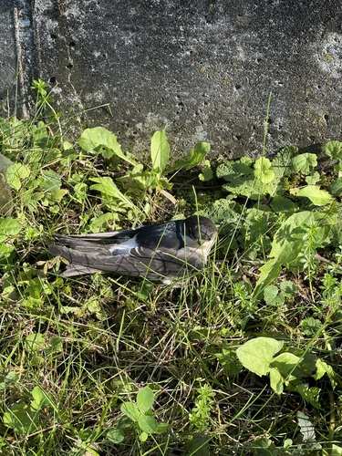 Western House Martin