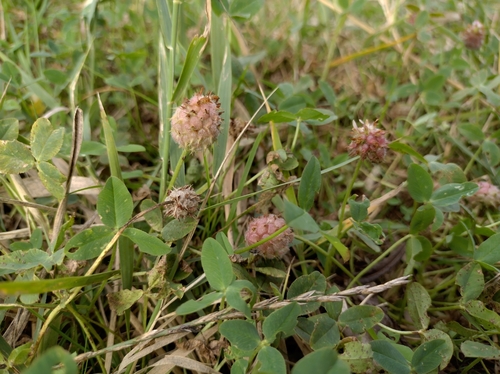 Strawberry clover