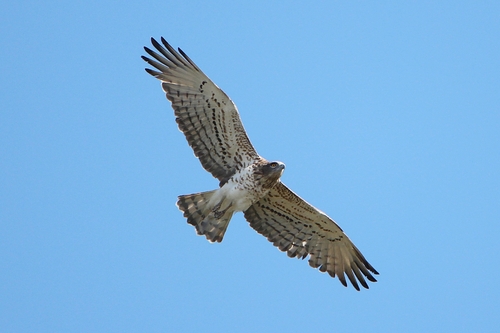 Short-toed Snake-Eagle