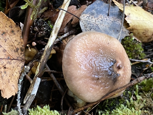 Slimy Spike