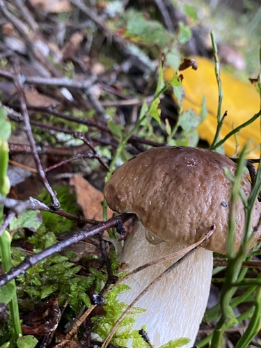 King Bolete