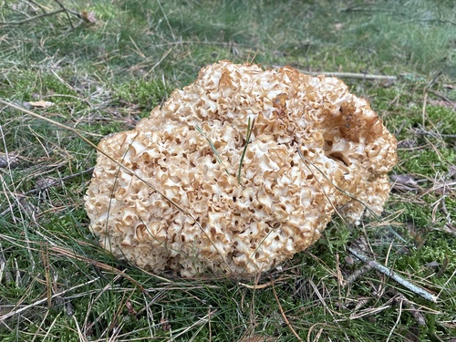 Cauliflower Fungus