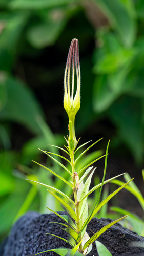 Ceropegia attenuata