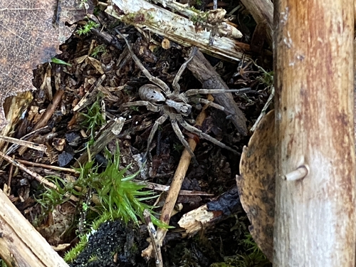 Alopecosa inquilina