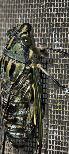 Orientopsaltria padda