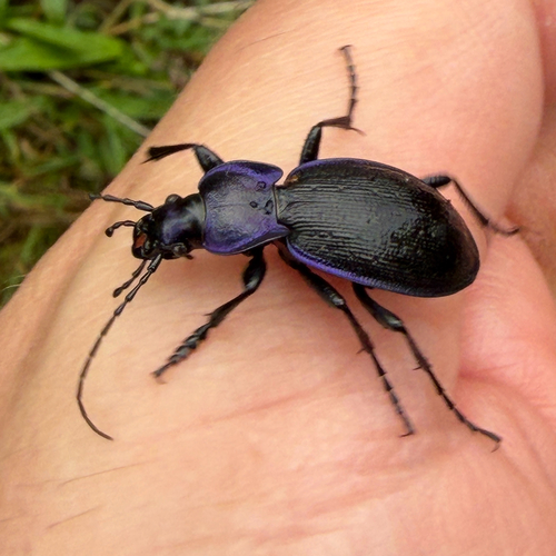 Rough Violet Ground Beetle