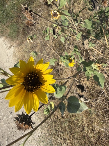 Common Sunflower