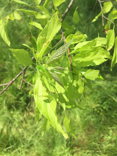 Carya X brownii