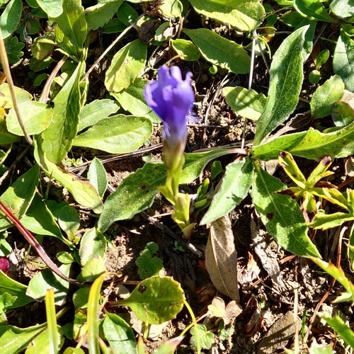 Fringe-flowered Gentian