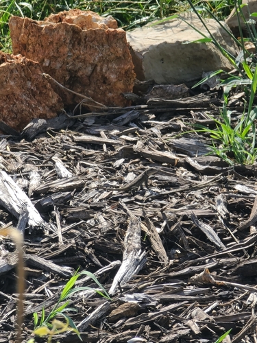 Prairie Lizard