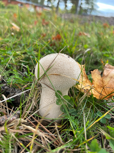 Pestle Puffball