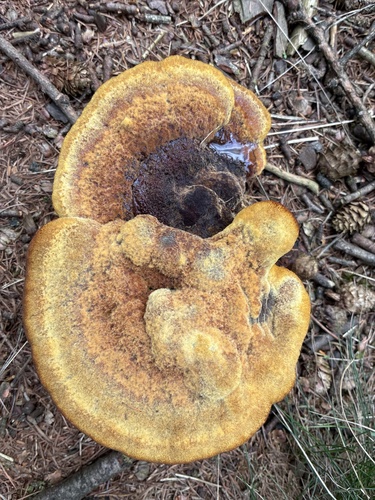 European Dyer's Polypore