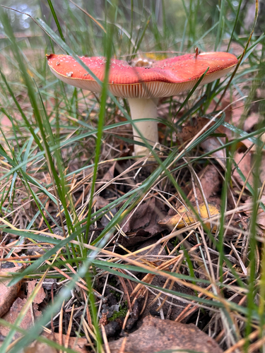 Fly Agaric