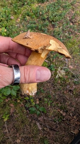 Velvet Bolete