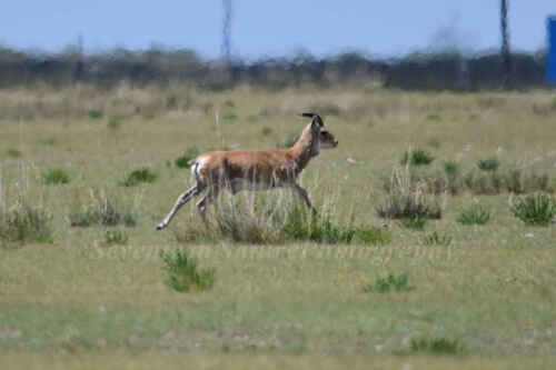 Przewalski's Gazelle