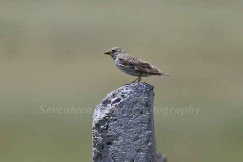 Rock Sparrow