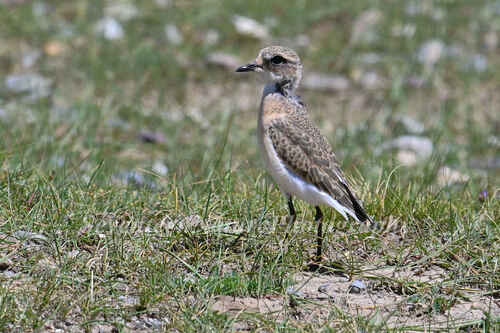 Tibetan Sand-Plover