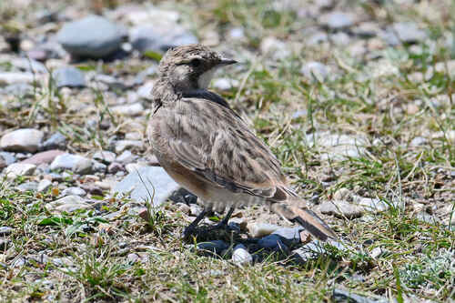 Horned Lark
