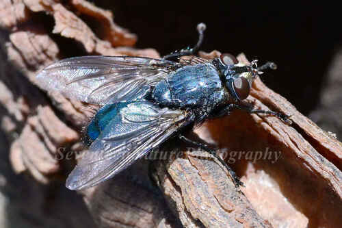 Cynomyiomima stackelbergi