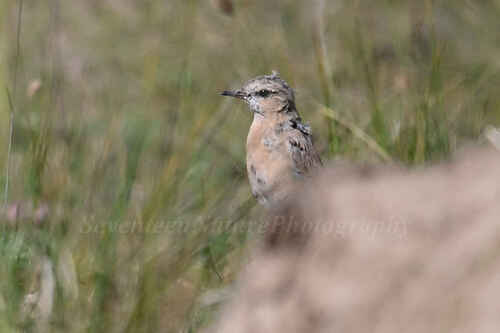 Isabelline Wheatear