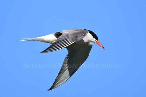 Common Tern