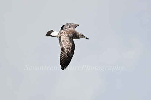 Pallas's Gull