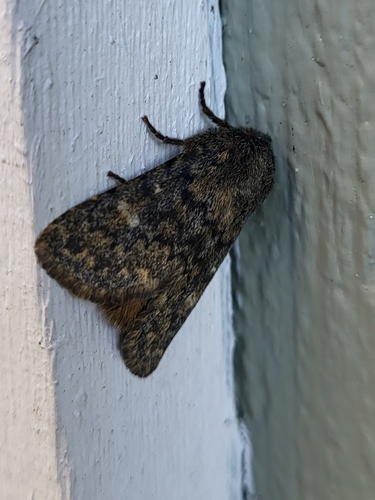 Brindled Ochre