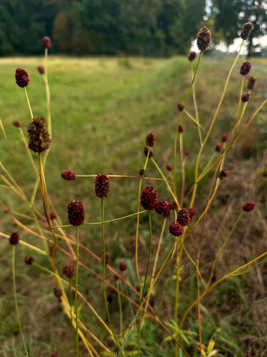 Great burnet