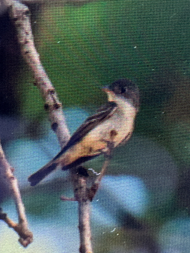 Eastern Wood-Pewee