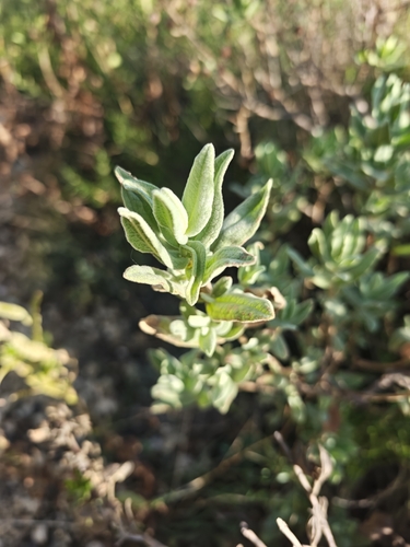 Grey-leaved Cistus