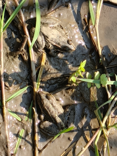 Marsh Frog