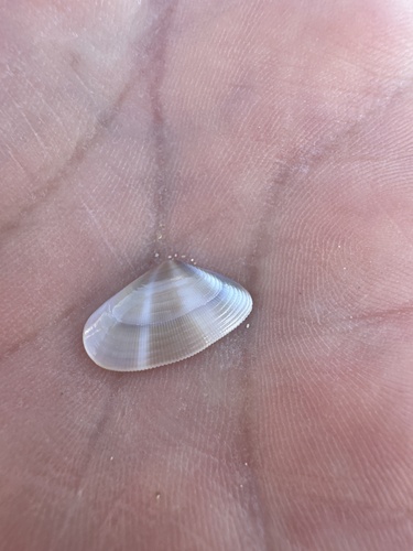 Half-striated Donax