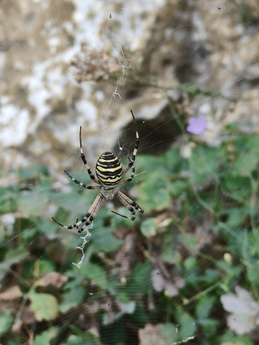 Wasp Spider