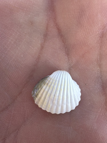 Lagoon Cockle
