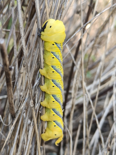 Death's Head Hawkmoth