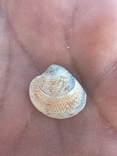 Striped Venus