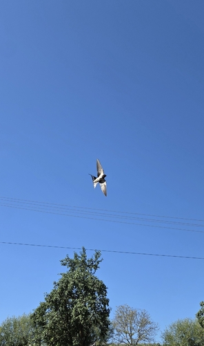 Barn Swallow