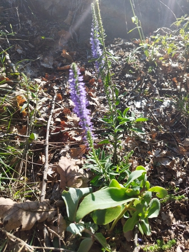 Spiked Speedwell