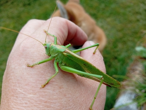 Great Green Bush-cricket