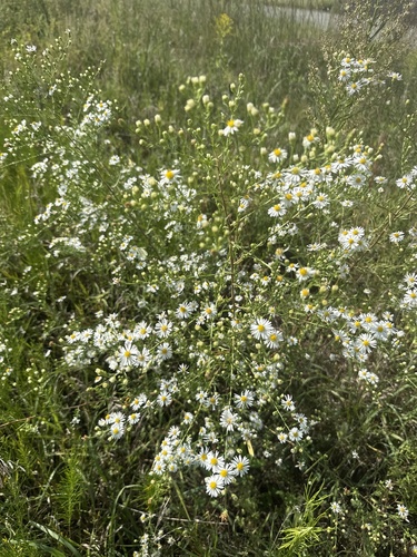 frost aster