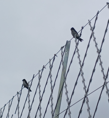 Blue-and-white Swallow
