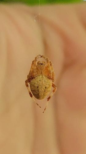 Spotted Orbweaver