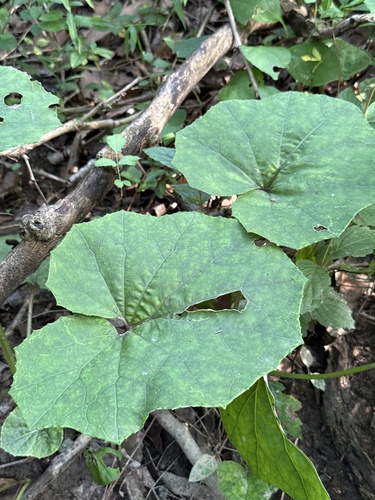 colt's-foot